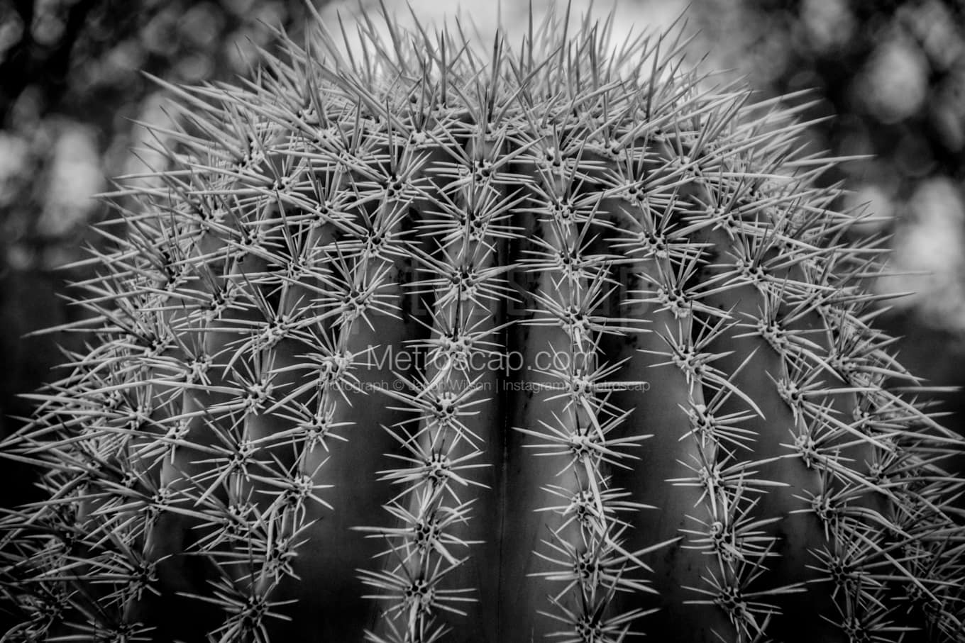 Black & White Phoenix Architecture Pictures